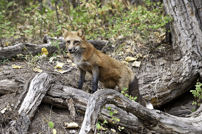 赤狐(Vulpes Vulpes)是食肉目哺乳动物。它是陆地上食肉动物中分布最广的，原产于加拿大、阿拉斯加、几乎所有邻近的美国、欧洲和北非